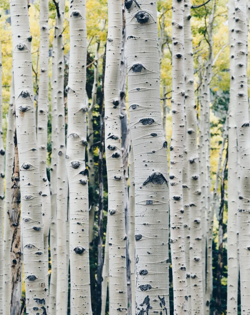 Birch
