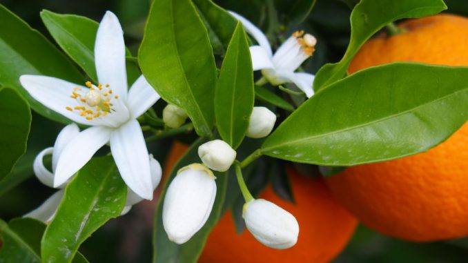 Orange Blossom