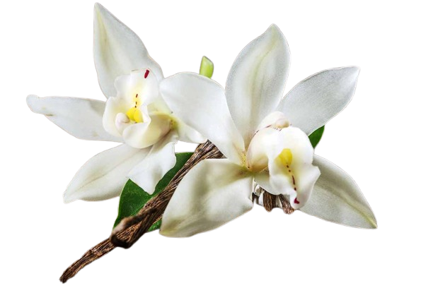 Vanilla Orchid