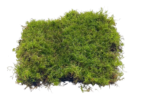 Moss