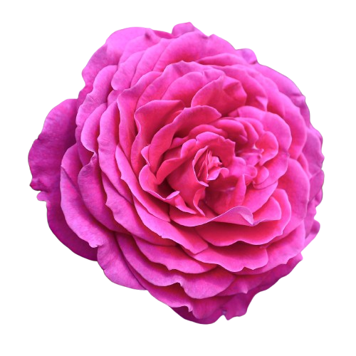 Bulgarian Rose