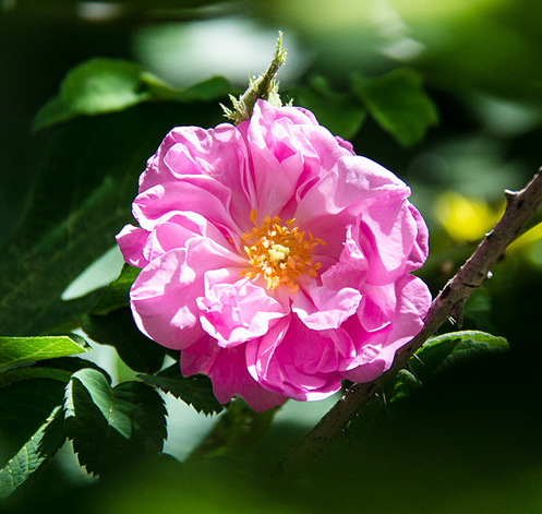 Turkish Rose