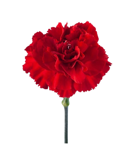 Carnation