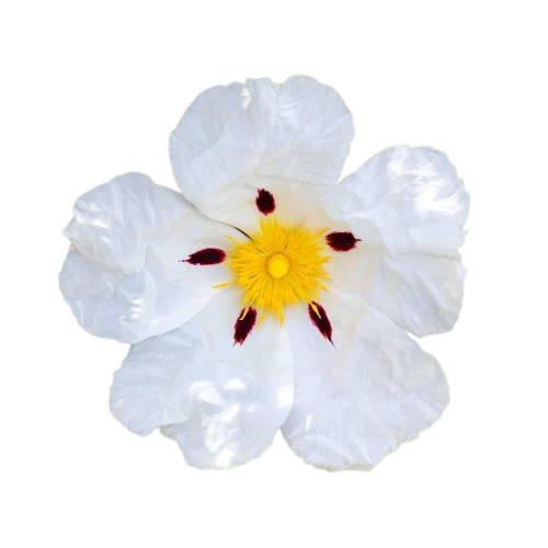 Labdanum