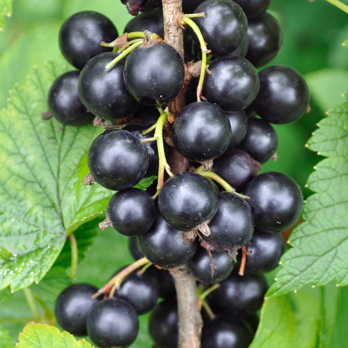 Black Currant