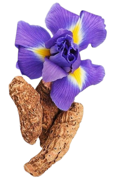 Orris Root