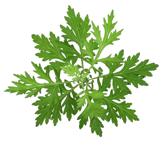Wormwood
