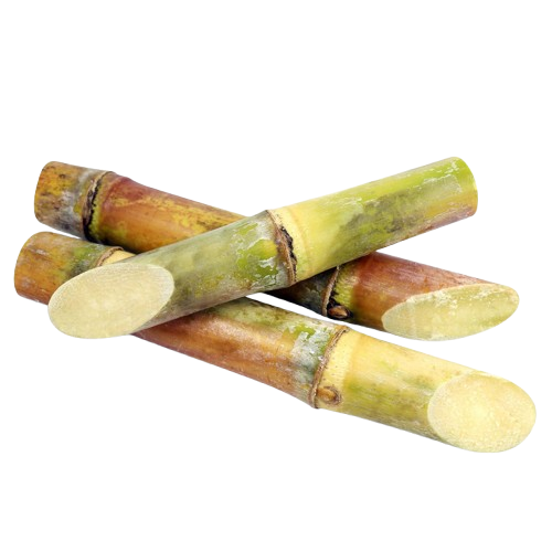 Sugarcane