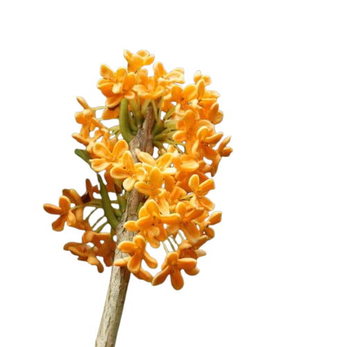 Osmanthus