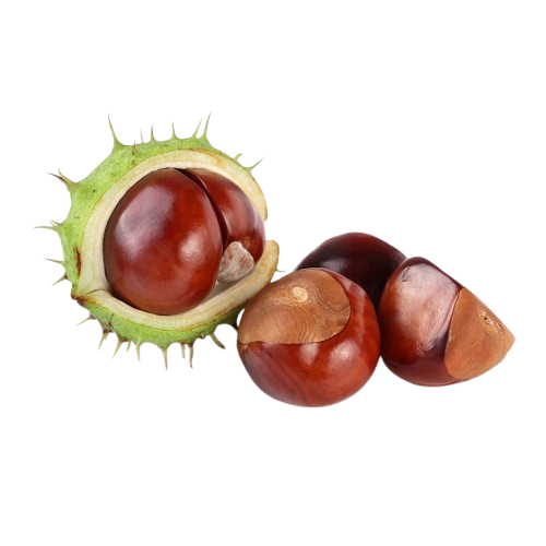 chestnut