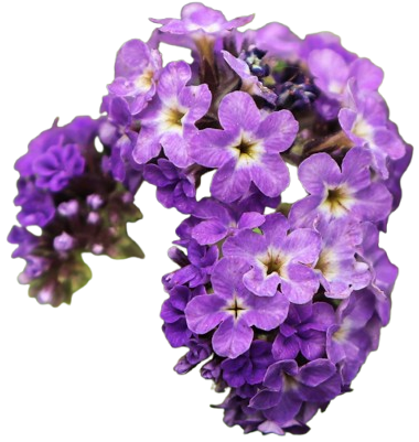 heliotrope