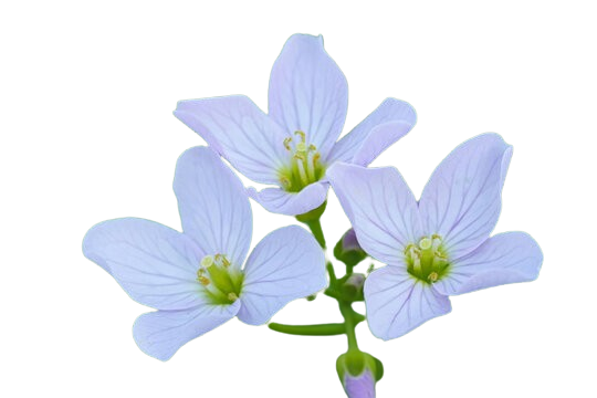 Mayflower