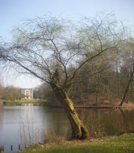 Biologisch Baggeren Kasteelvijver Domein Kiewit te Hasselt