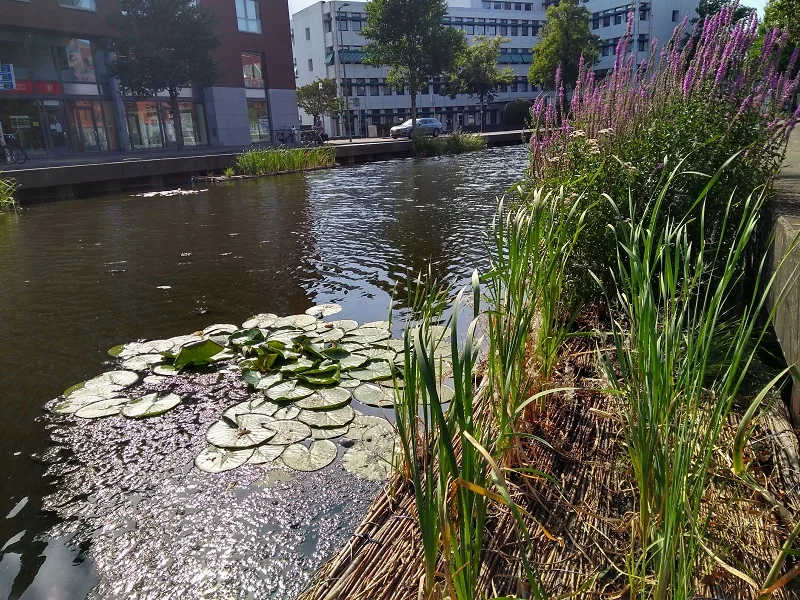 Biobased Drijvend Groen Breda