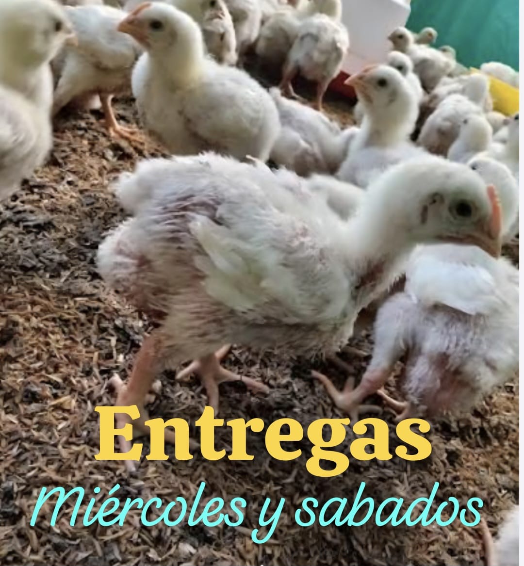 AGROVACUNAS – foto 4