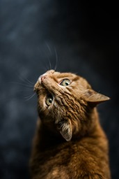 pic