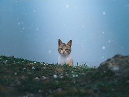 pic