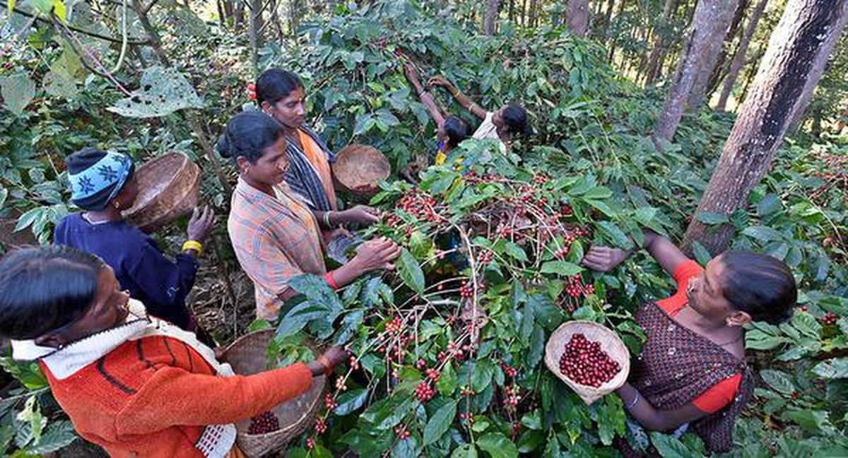 Coffee Plantation Workers