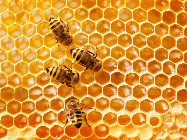 Ecco i benefici del miele per la digestione, la pelle e la memoria.