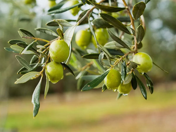 I segreti dell'olio EVO d'oliva italiano: Tesoro liquido della cucina mediterranea