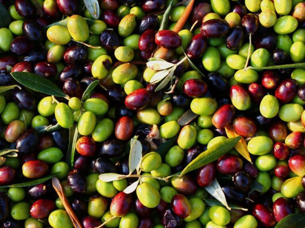 Sapevate che soltanto in Italia esistono 538 varietà di Olive da olio?
