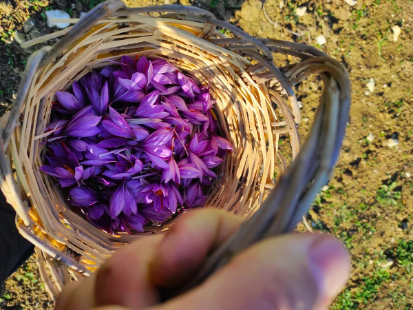 Ogliastro Saffron: L'eccellenza Siciliana che Conquista il Mondo