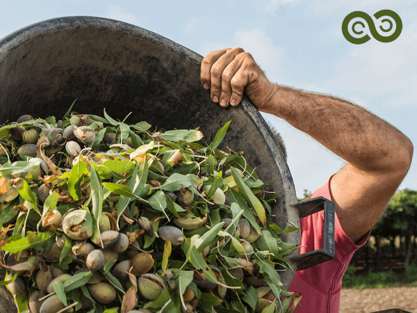 Tenute Crisalide: Eccellenza Agricola Siciliana tra Mandorleti e Oliveti