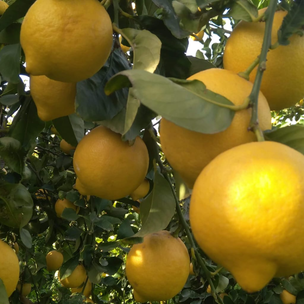 Kg Limone di sicilia