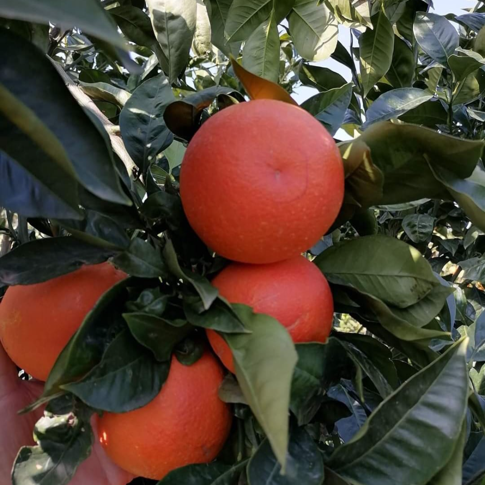 Arance Tarocco Gallo da Tavola - 16Kg