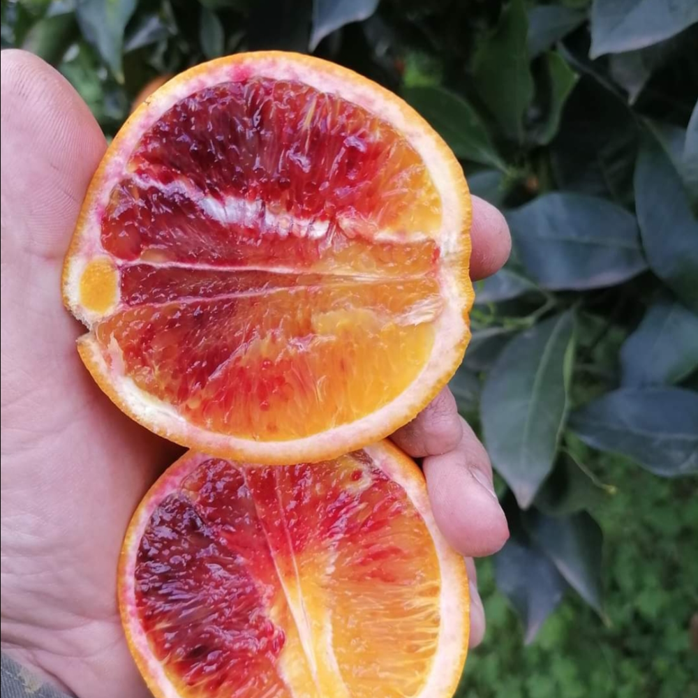 Arance Tarocco Gallo da Spremuta - 16Kg