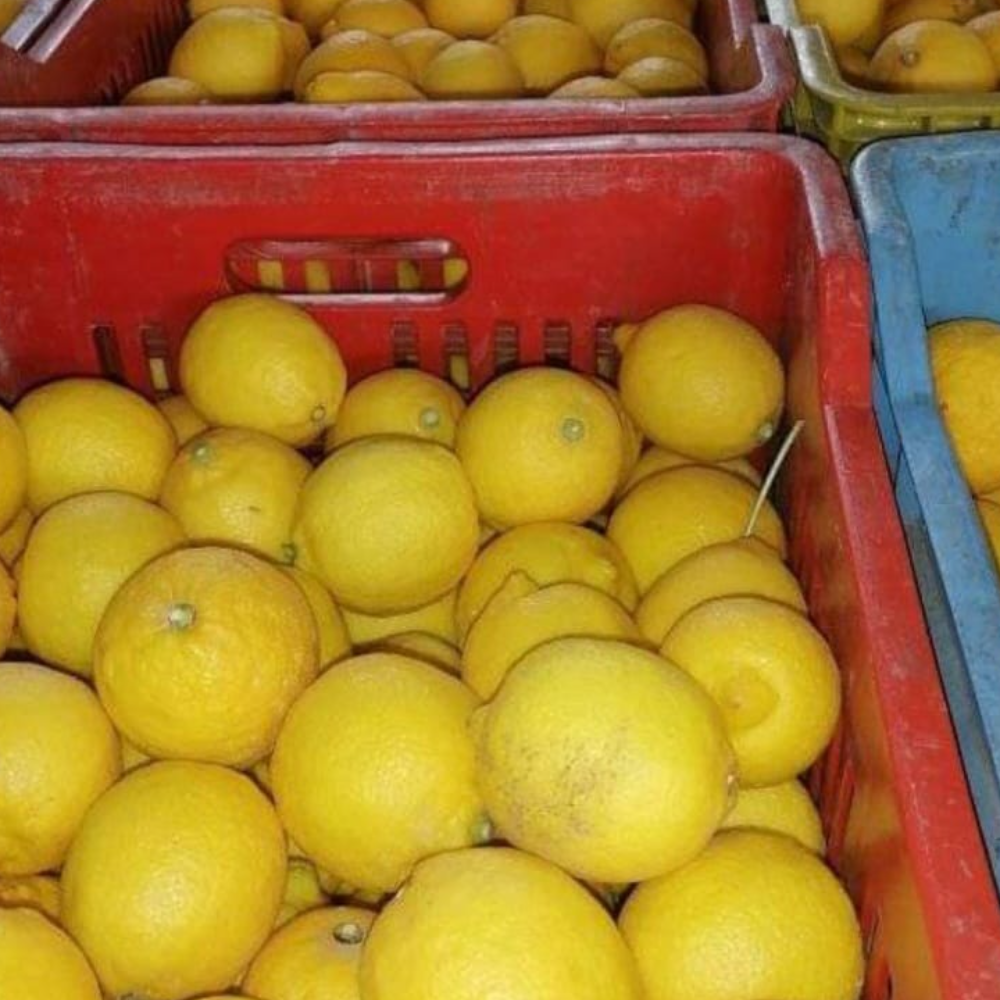 Kg Limone di sicilia
