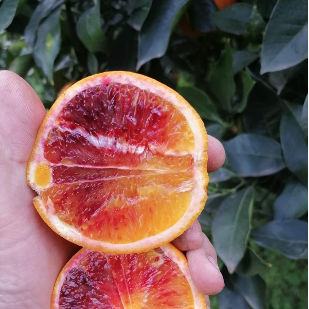 Arance Tarocco Gallo da Spremuta - 9Kg