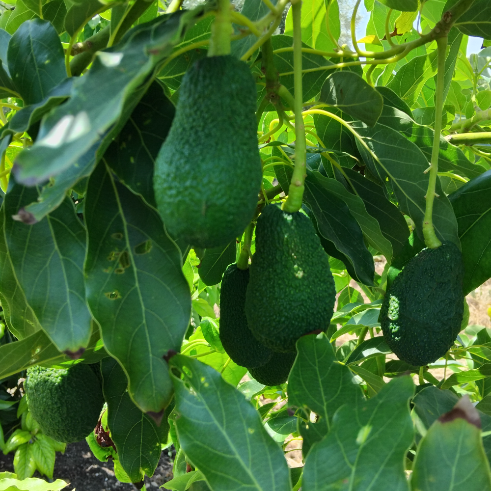 Avocado Hass Siciliano - 5Kg