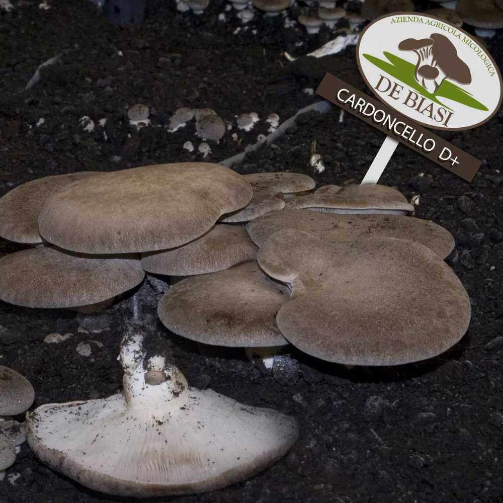 Balletta da 5Kg per coltivare i Funghi Cardoncelli "Ceppo D+" 