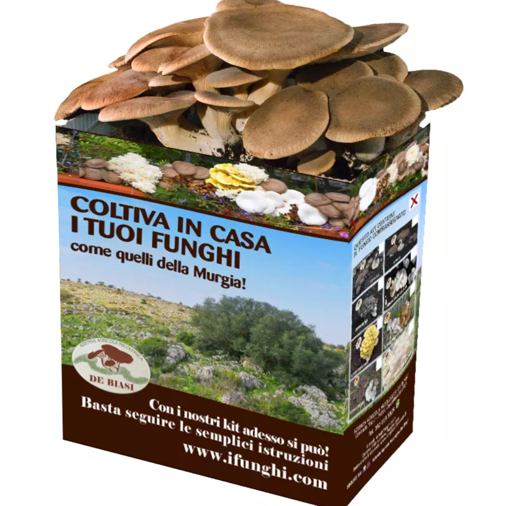 6 Kit per coltivare i Funghi Cardoncelli - 6 Ballette da 5Kg + 6 Buste di Terriccio