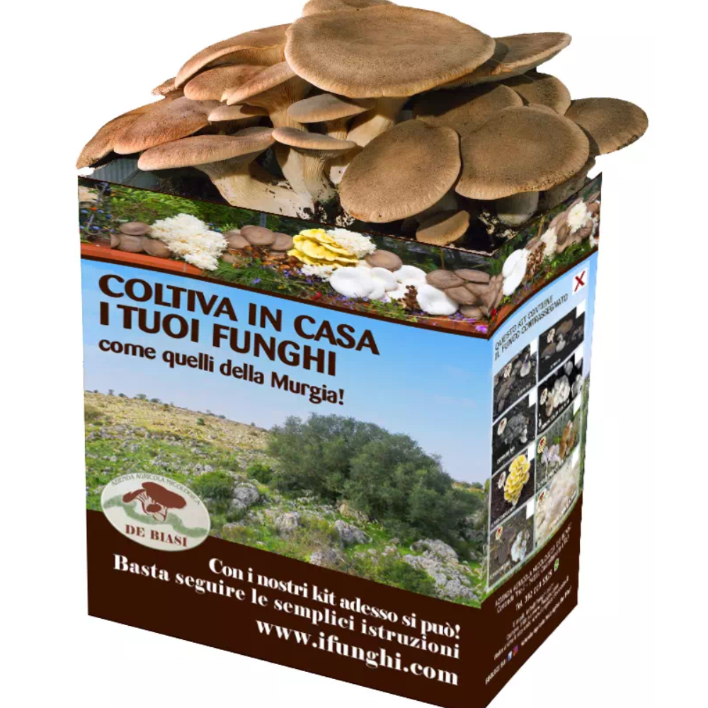 6 Kit per coltivare i Funghi Cardoncelli della Murgia: 6 Ballette + 6 Buste di Terriccio