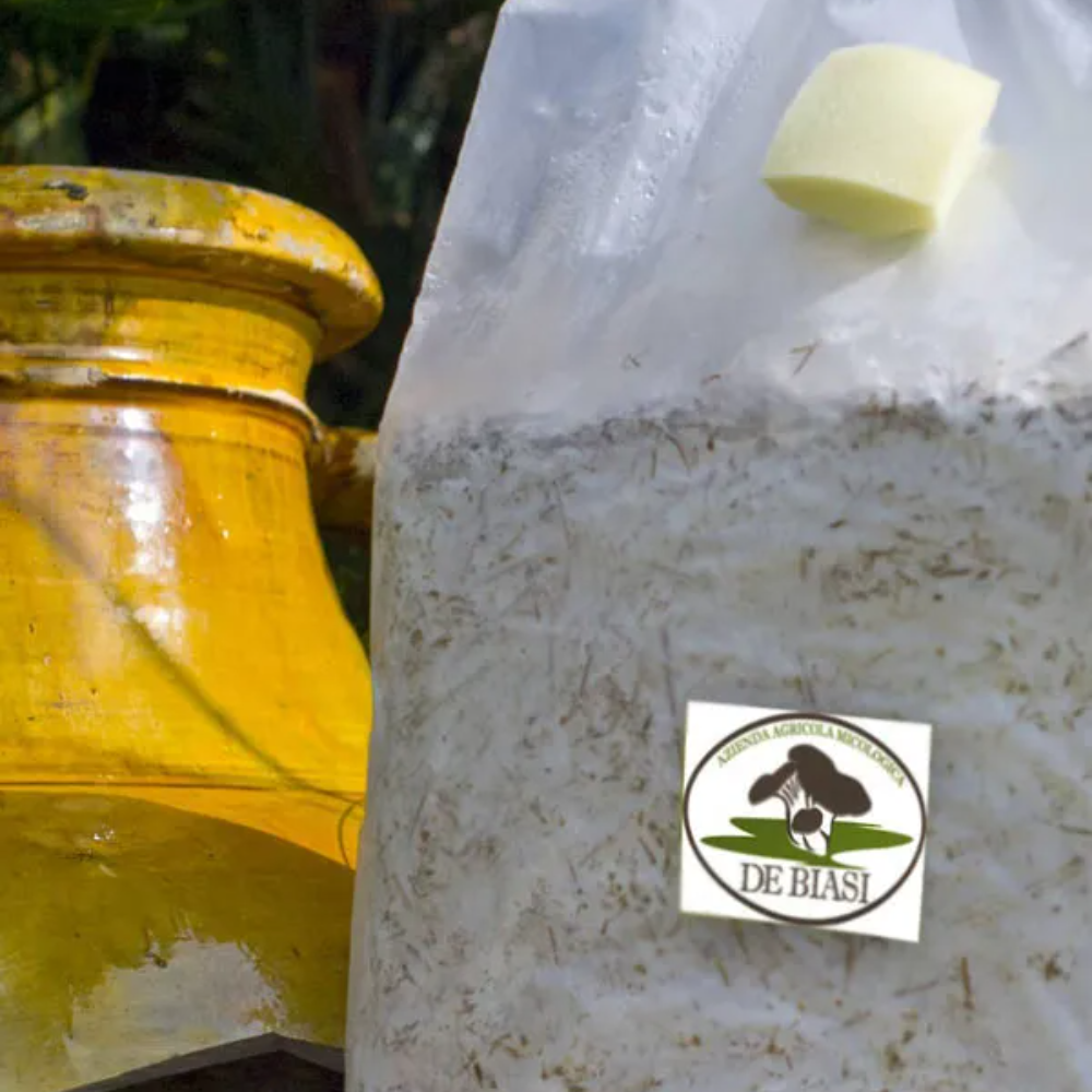 3 Kit per coltivare i Funghi Cardoncelli della Murgia: 3 Ballette + 3 Buste di Terriccio
