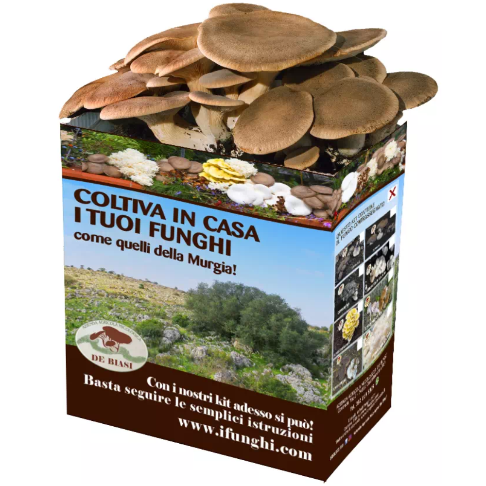 Kit per coltivare i Funghi Cardoncelli della Murgia: Balletta + Busta di Terriccio