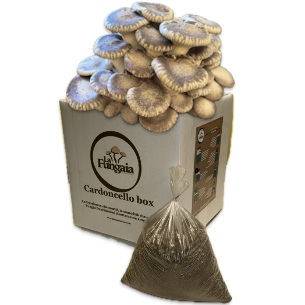 Kit Composto da 2 Ballette + Terriccio per la Coltivazione del Fungo Cardoncello della Murgia