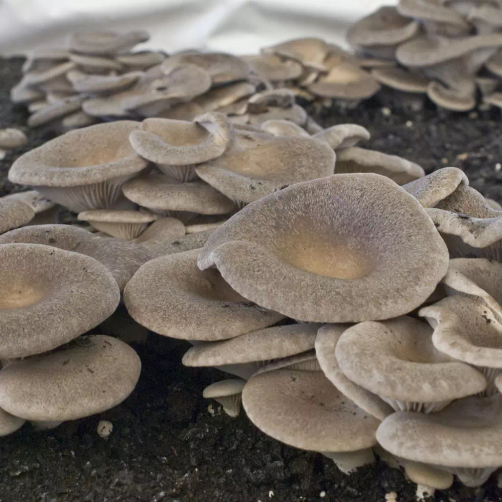 6 Kit per coltivare i Funghi Cardoncelli della Murgia: 6 Ballette + 6 Buste di Terriccio