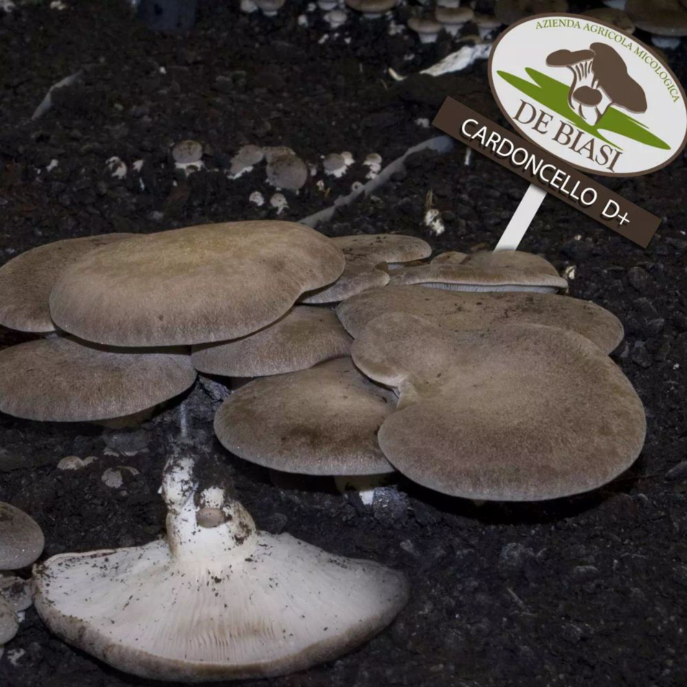 6 Ballette da 5Kg per coltivare i Funghi Cardoncelli "Ceppo D+" 