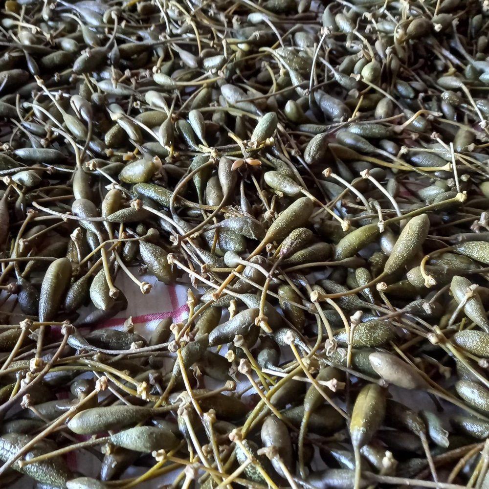 Cucunci di Capperi di Salina (Isole Eolie DOP) al Sale Marino - 200g