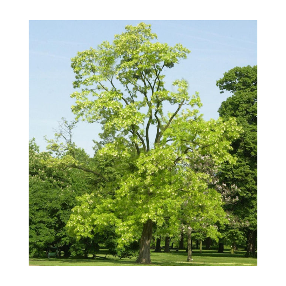 Miele di Acacia Biologico - 30g, 50g, 180g o 400g