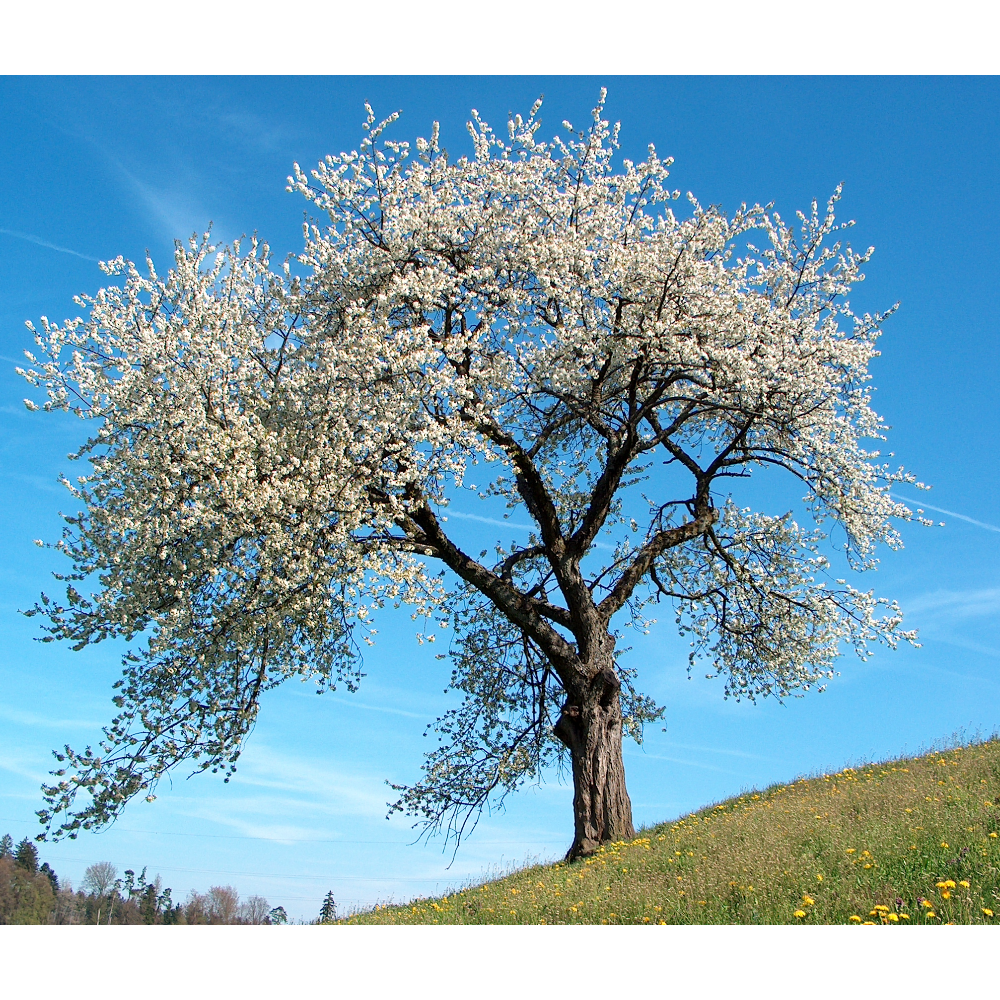 Miele di Millefiori di Montagna Biologico