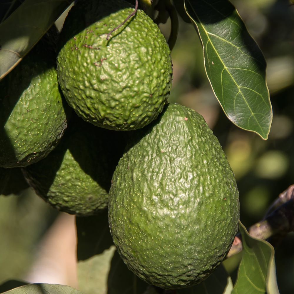 Avocado Siciliani Biologici Hass & Bacon - 3 Kg o 6 Kg
