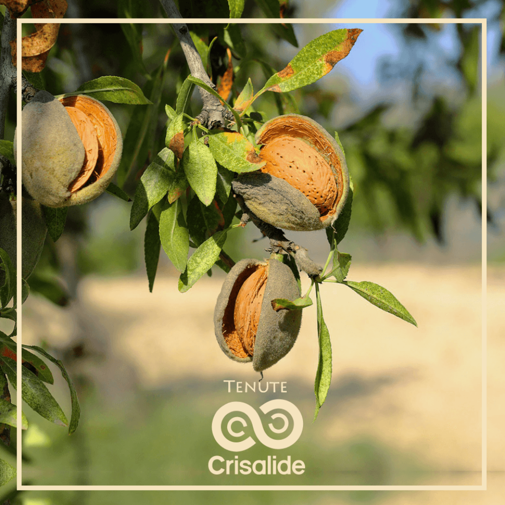 Mandorle Siciliane Sgusciate Biologiche -  100 kg  in sacchi da 5 o 25 kg Produzione 2023