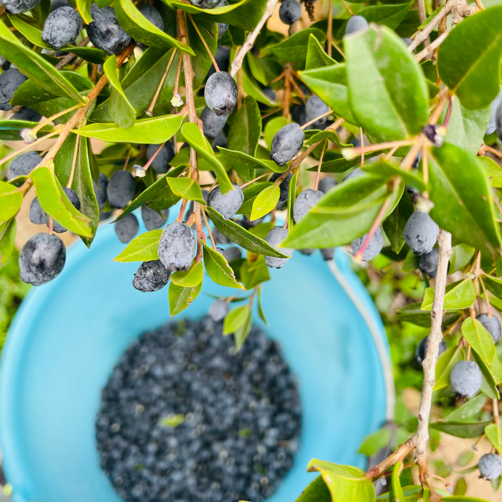 Liquore al Mirto Selvatico di Sardegna