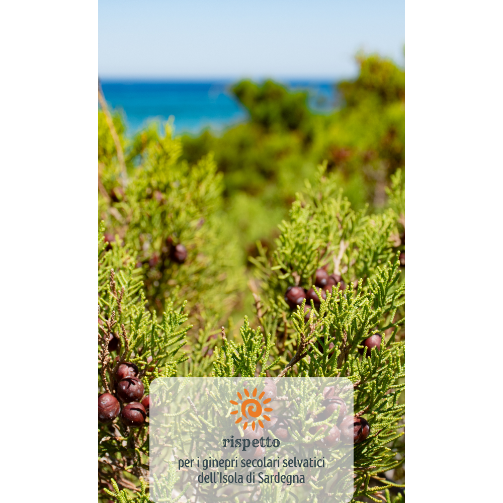 Gin Selvatico di Sardegna