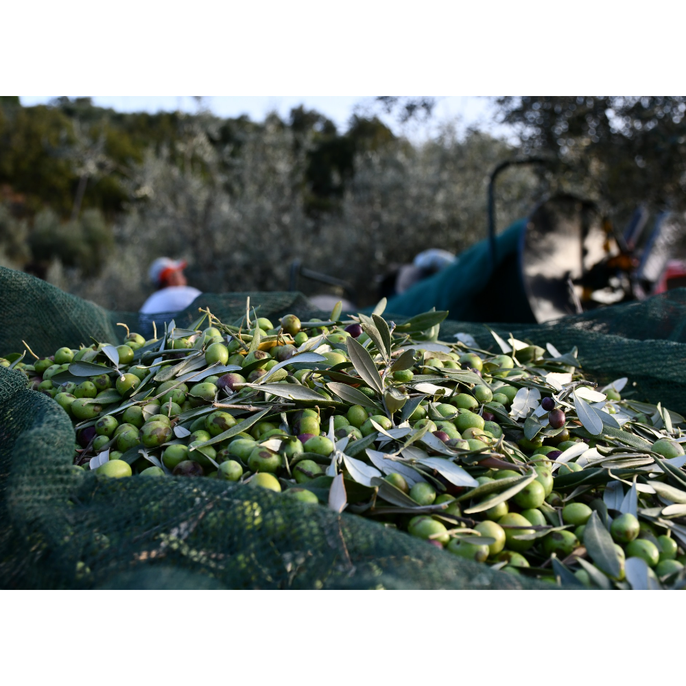 Olio Extravergine di Oliva Italiano Biologico Estratto a Freddo - Bottiglia in Ceramica da 50 cl