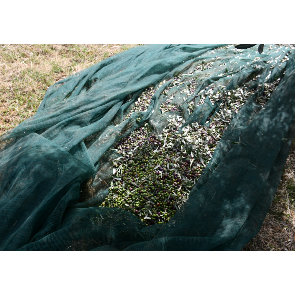 Olio Extravergine di Oliva Biologico Calabrese - Pet da 1 Litro